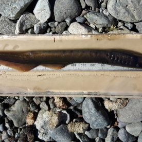 Cowichan Lake Lamprey