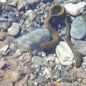 Cowichan Lake Lamprey
