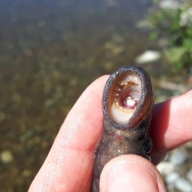 Cowichan Lake Lamprey