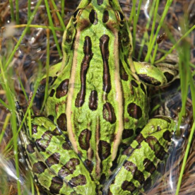 Northern Leopard Frog