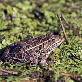 Northern Leopard Frog