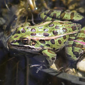 Northern Leopard Frog