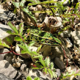 Northern Leopard Frog