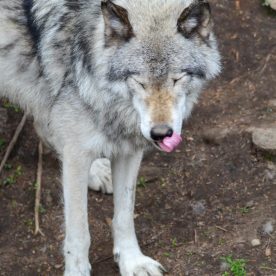 Grey Wolf