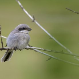 Loggerhead Shrike