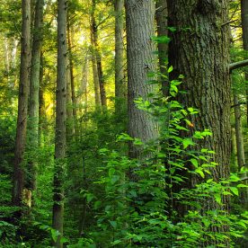 Mixed woods forest