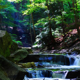 Mixed woods forest
