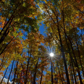 Mixed woods forest in the fall