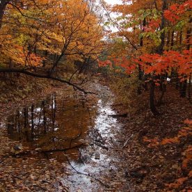 Mixed woods forest in the fall