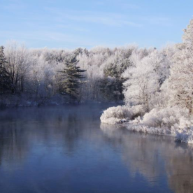 Mixed woods forest in the winter