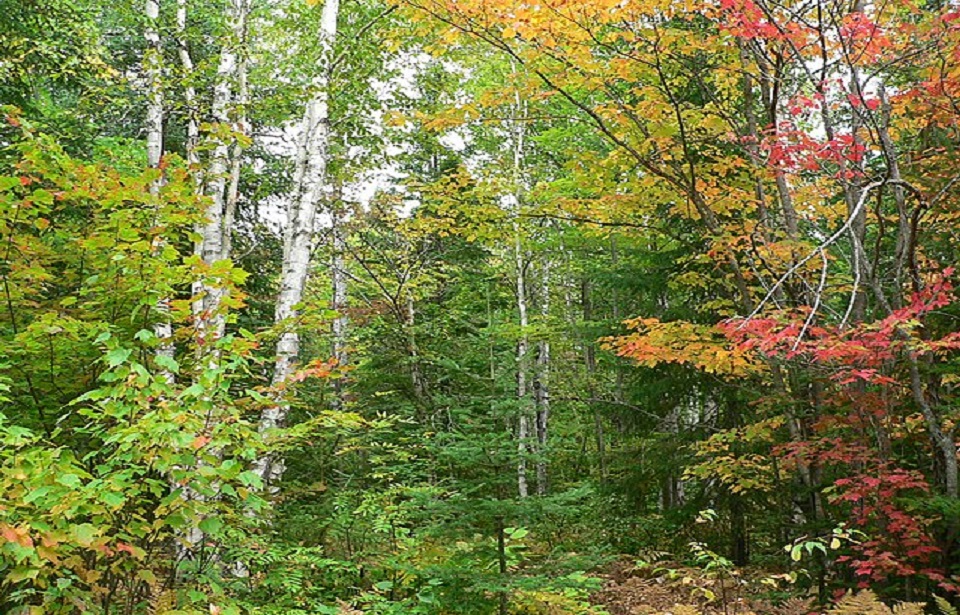 Forêt mixte l'automne