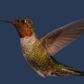 Ruby-throated Hummingbird
