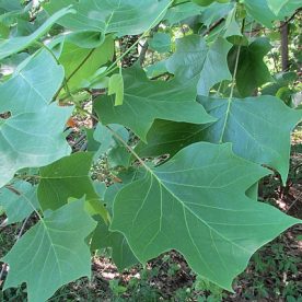 Tulip Tree