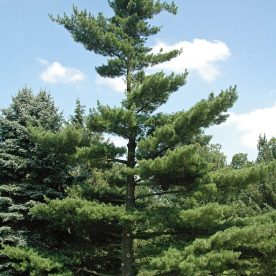 White Pine