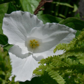 White Trillium