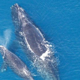 North Atlantic Right Whale Mother and Calf