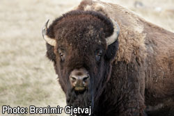 Plains Bison