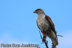 Ferruginous Hawk
