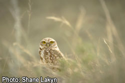 Burrowing Owl