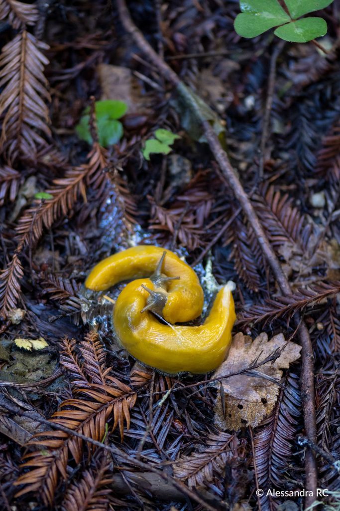 Banana Slug
