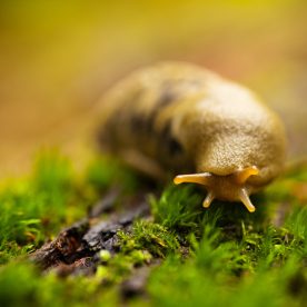 Banana Slug