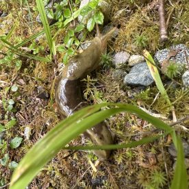 Banana Slug