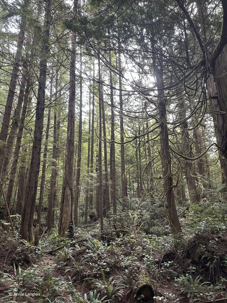 Rainforest