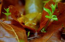 Banana Slug