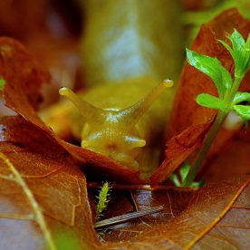 Banana Slug