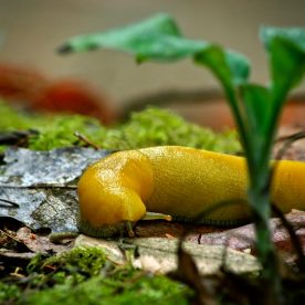 Banana Slug