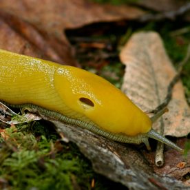 Banana Slug