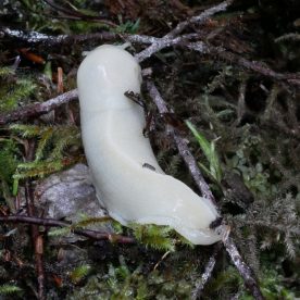 Banana Slug