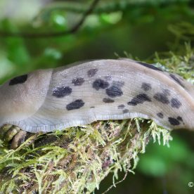 Banana Slug