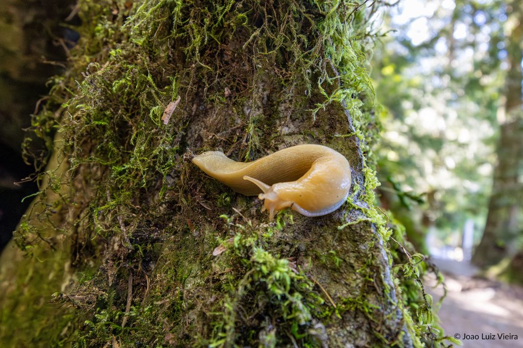 Banana Slug