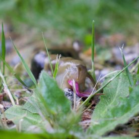 Banana Slug