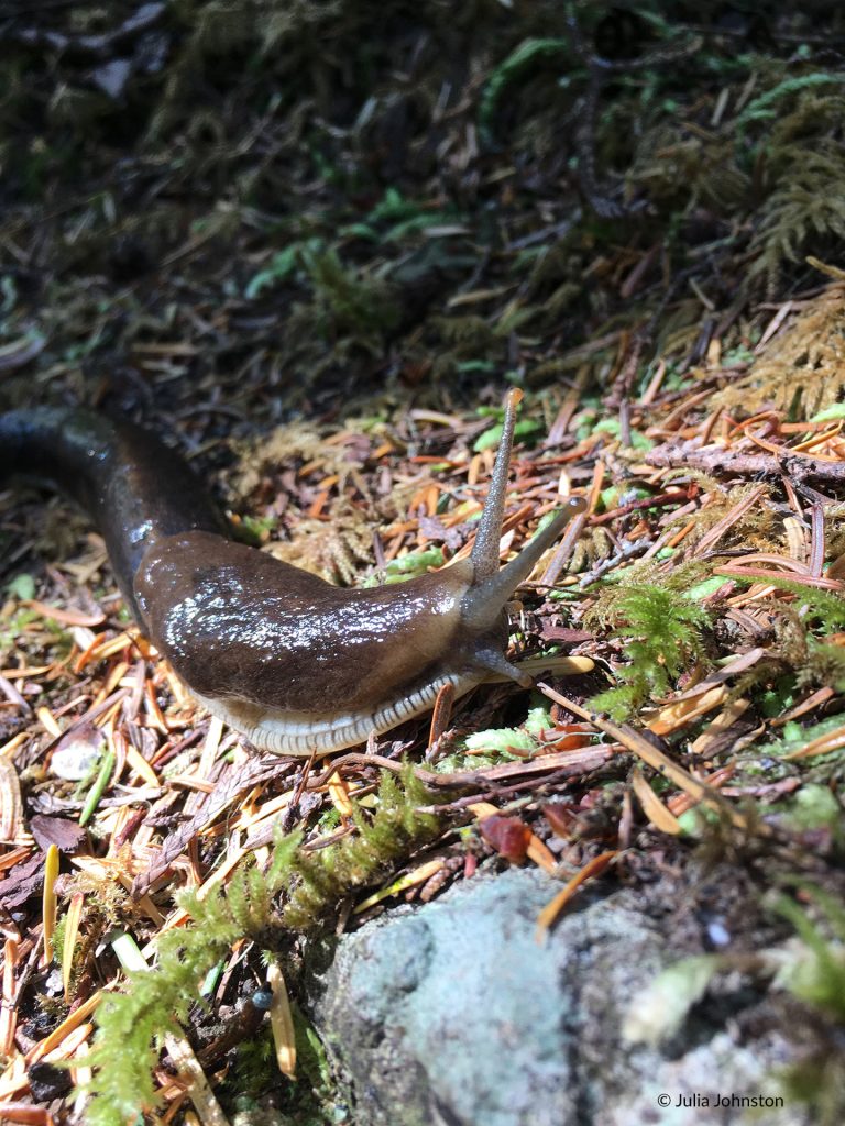 Banana Slug