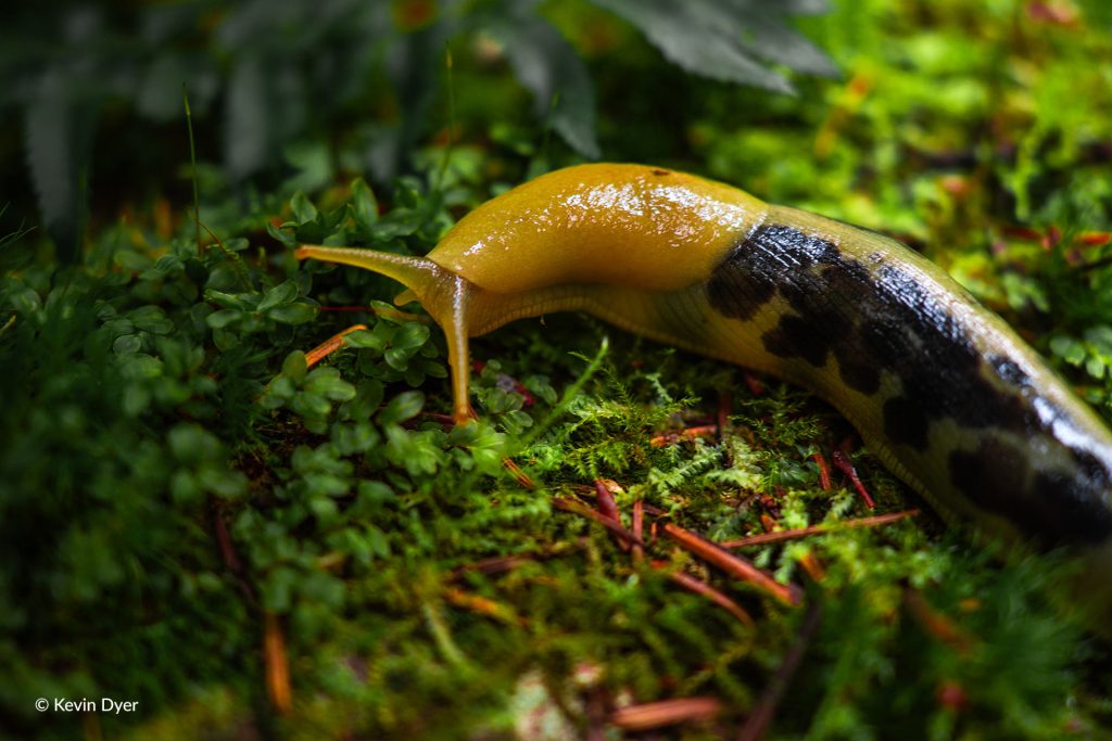 Banana Slug