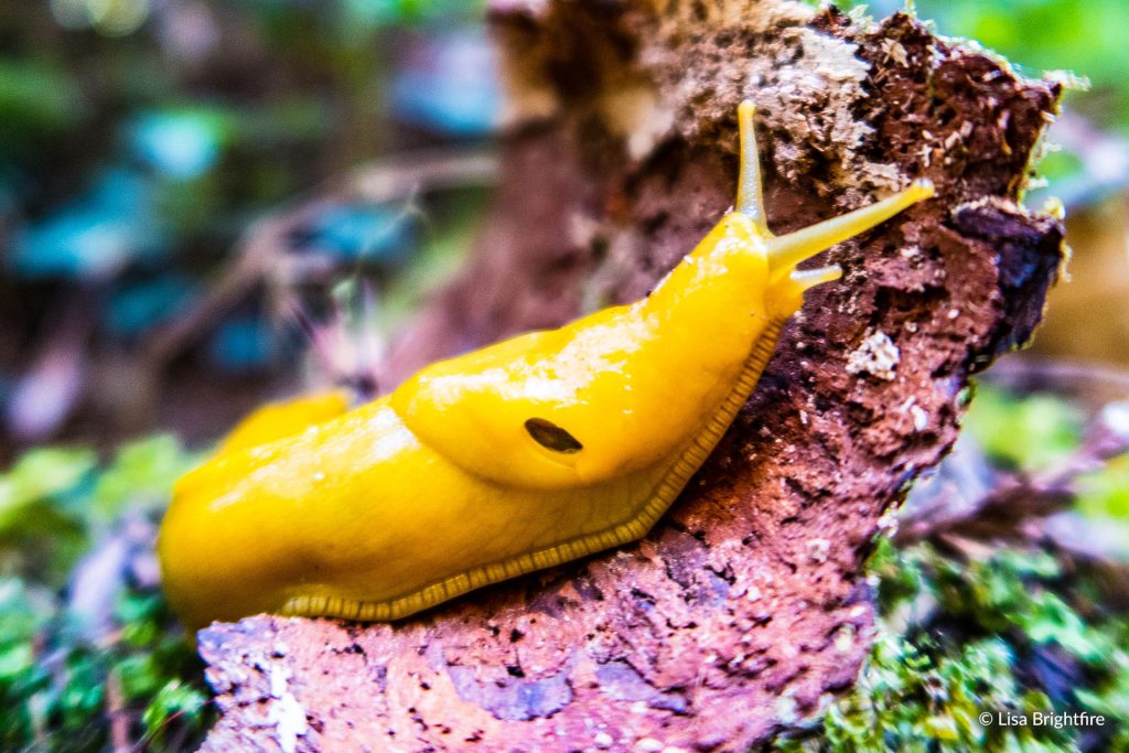 Banana Slug