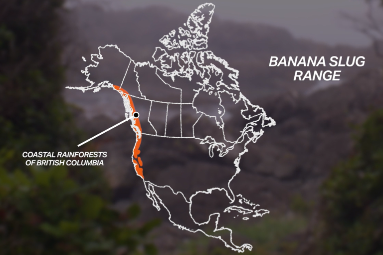 Map Slug Range Banana Slug - Hinterland Who's Who