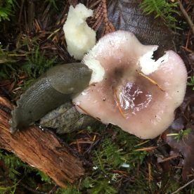 Banana Slug