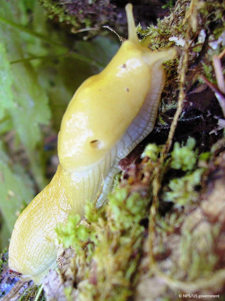 Banana Slug