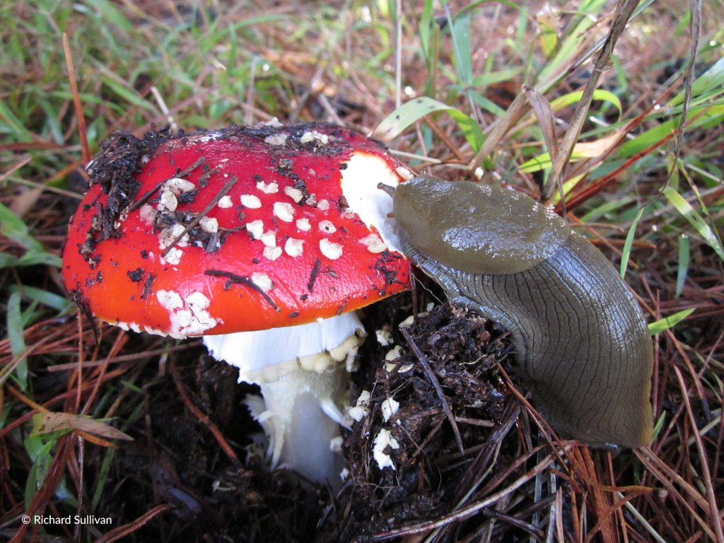 Banana Slug