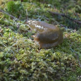 Banana Slug