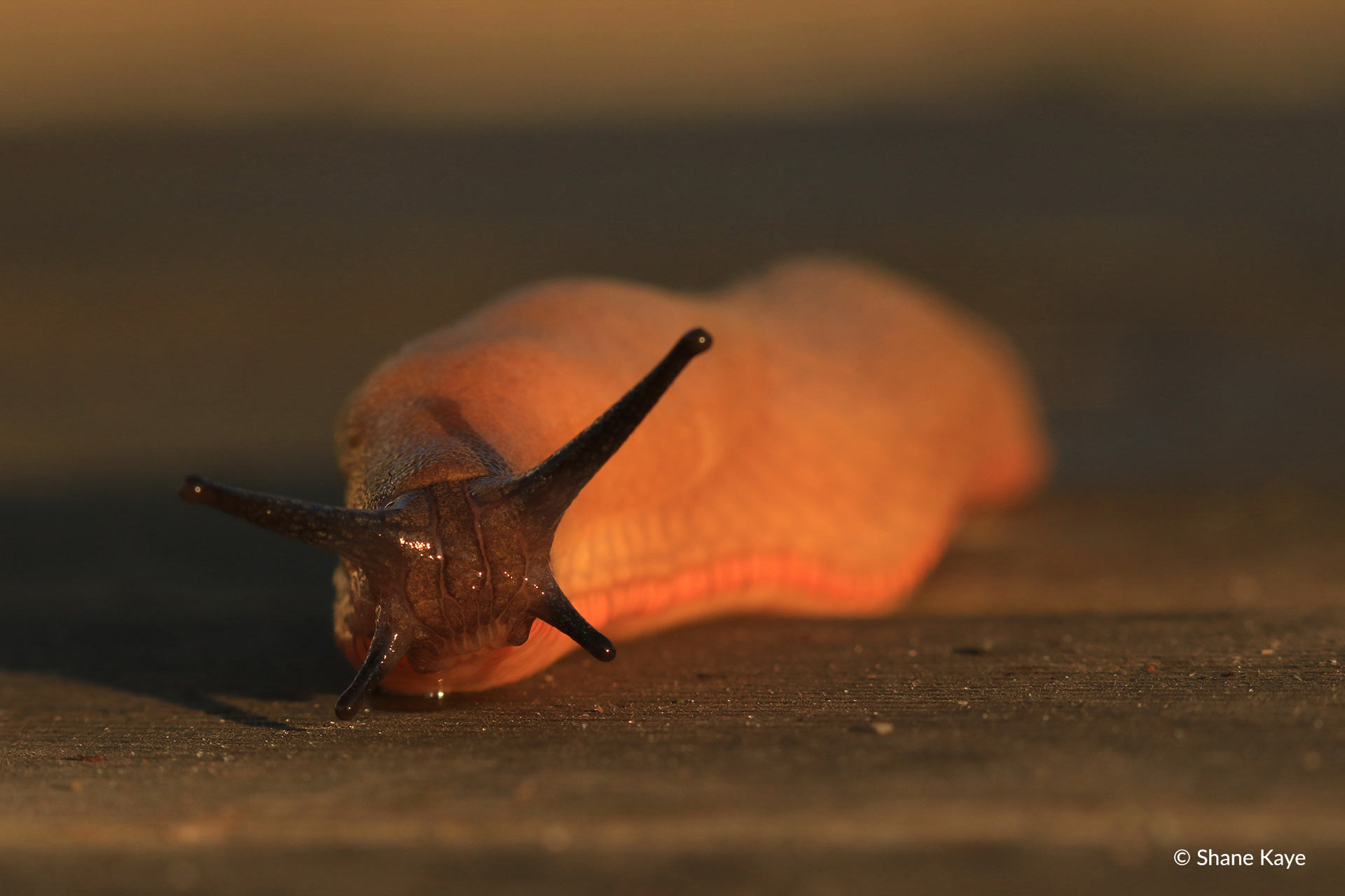 Banana Slug