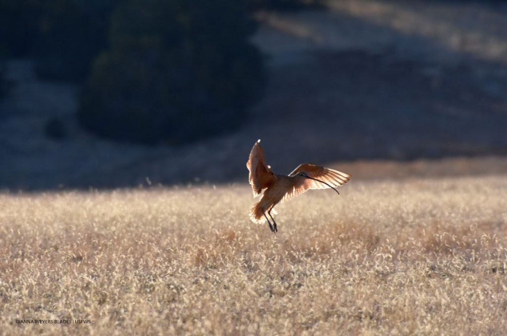 Curlew landing in field.