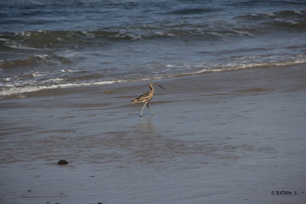 Curlew walking the beach.
