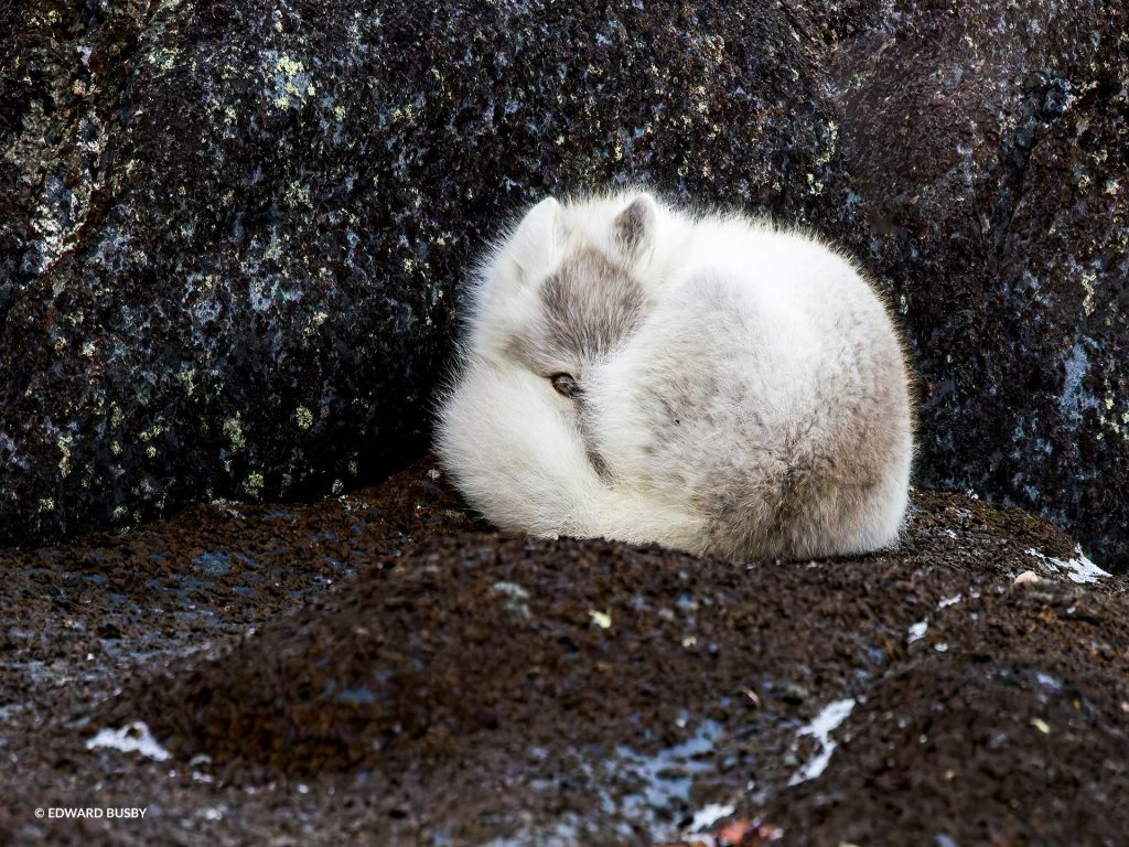 arctic fox
