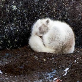 renard arctique