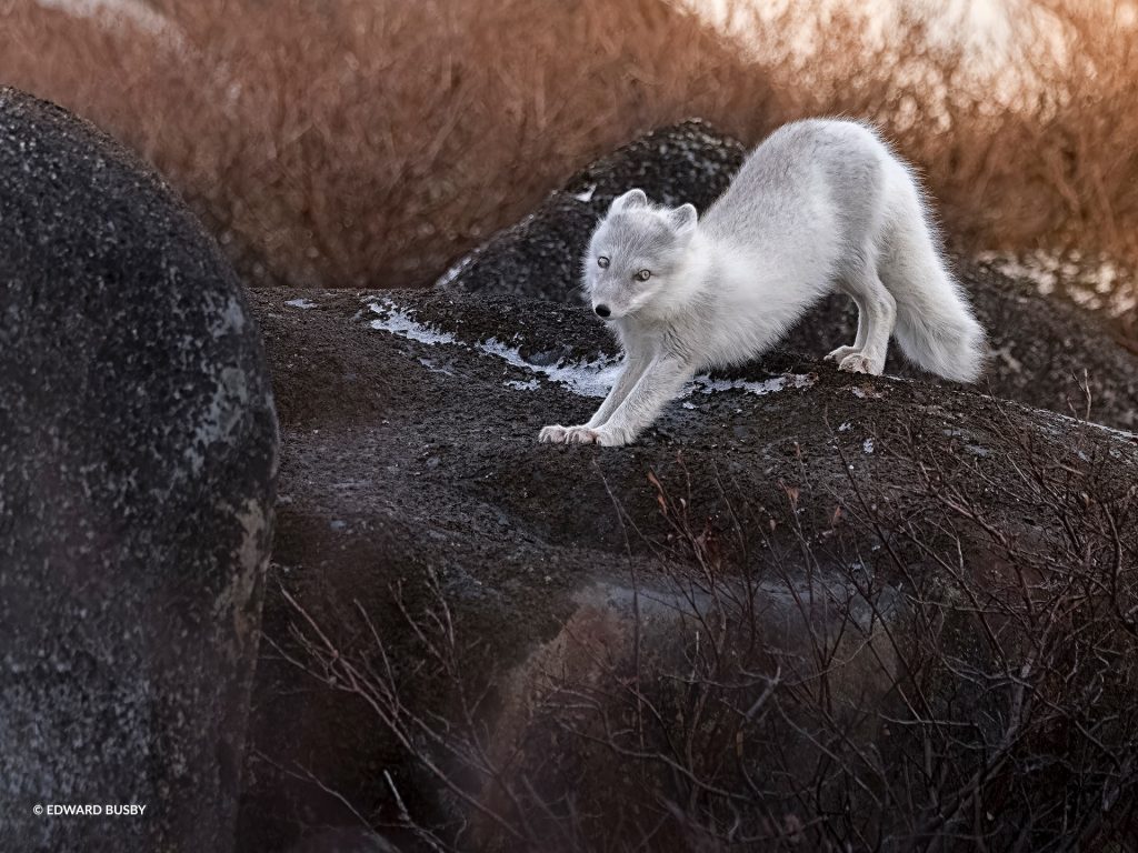 arctic fox