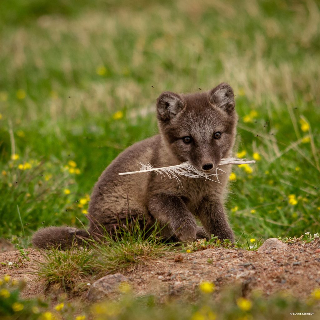 arctic fox